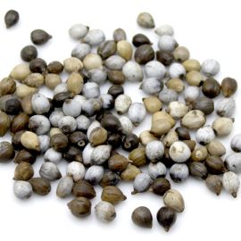 Semente Lágrima de Nossa Senhora / 10mm (10 gramas)