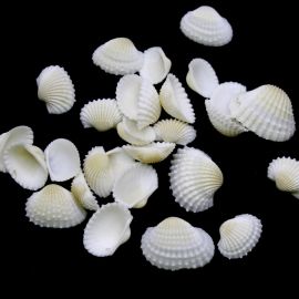 Concha Natural / 18x24mm (10 gramas) - Marfim