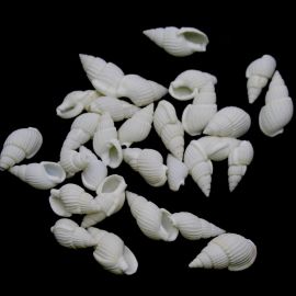 Caramujo Natural / 20x10mm (10 gramas) - Marfim
