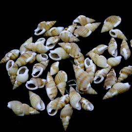 Caramujo Natural / 20x10mm (10 gramas) - Caramelo