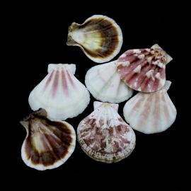 Concha Natural / 40x36mm (10 gramas)