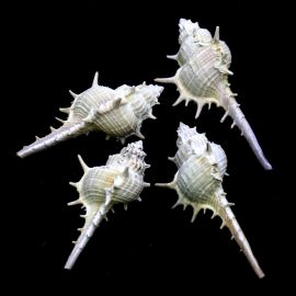 Caramujo Natural / 87x35m (unidade) - G