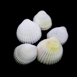 Concha Natural / 35x40mm (10 gramas) - Marfim