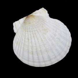 Concha Natural / Grande - (UNIDADE) - Marfim