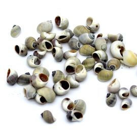 Caramujo Natural / 11mm - (10 gramas)