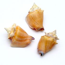 Caramujo Natural / 70x40mm (Unidade)