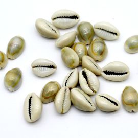 Búzio Natural / 20x15mm - (10 gramas) - Cinza