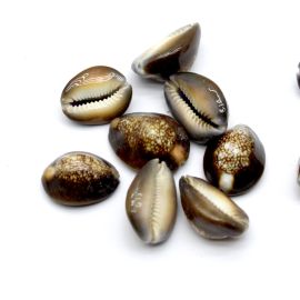 Búzio Natural / 28x22mm - Cortado (13 gramas) - Marrom