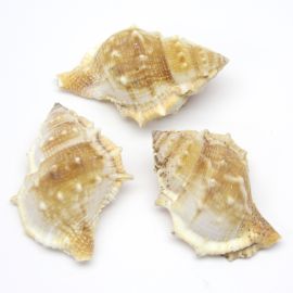 Caramujo Natural / 65x40mm (Unidade)