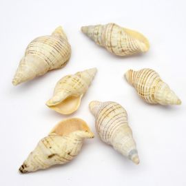 Caramujo Natural / 45x20mm (15grs)