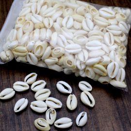 Búzio Natural / 20x15mm - Cortado - (500 gramas) - Marfim